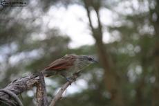 IMG 7773-Kenya, bird in Kimana Reserve